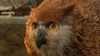 Paano makukuha ang owlbear cub sa Baldur's Gate 3